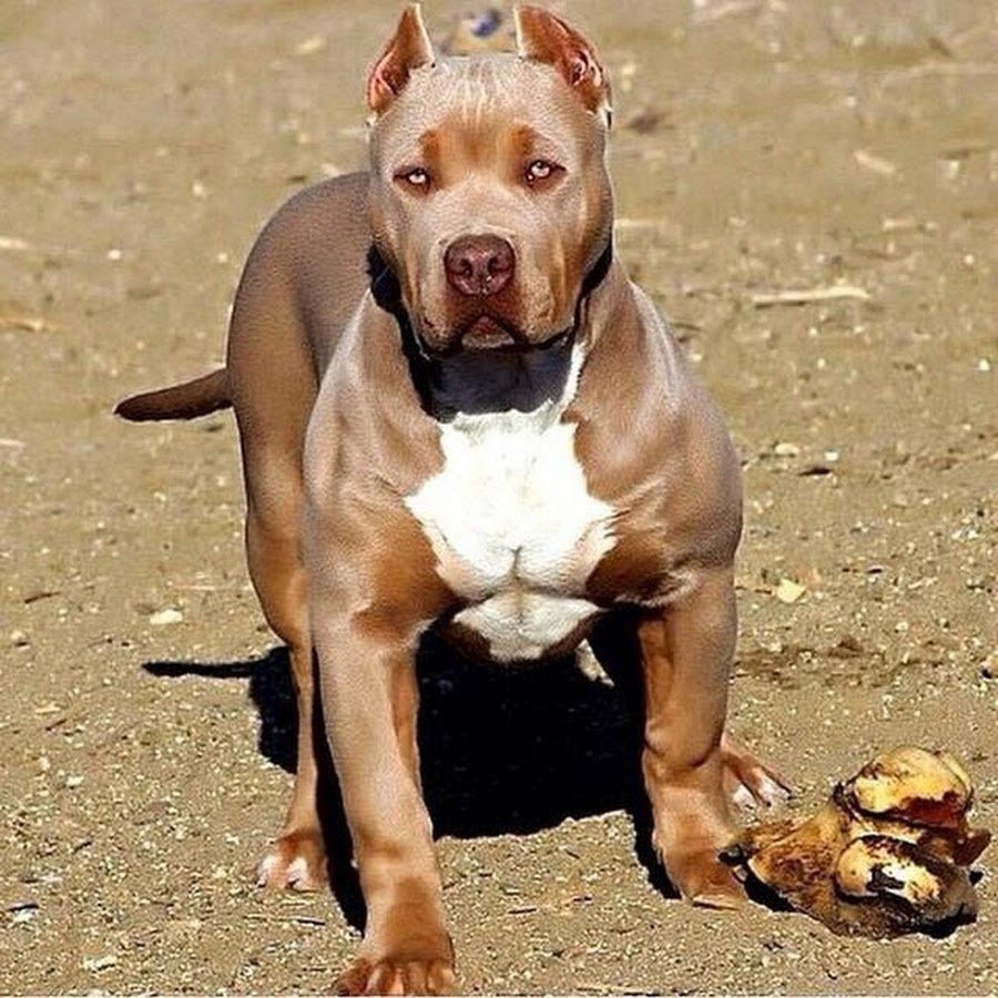 Питбуль породы Victoria