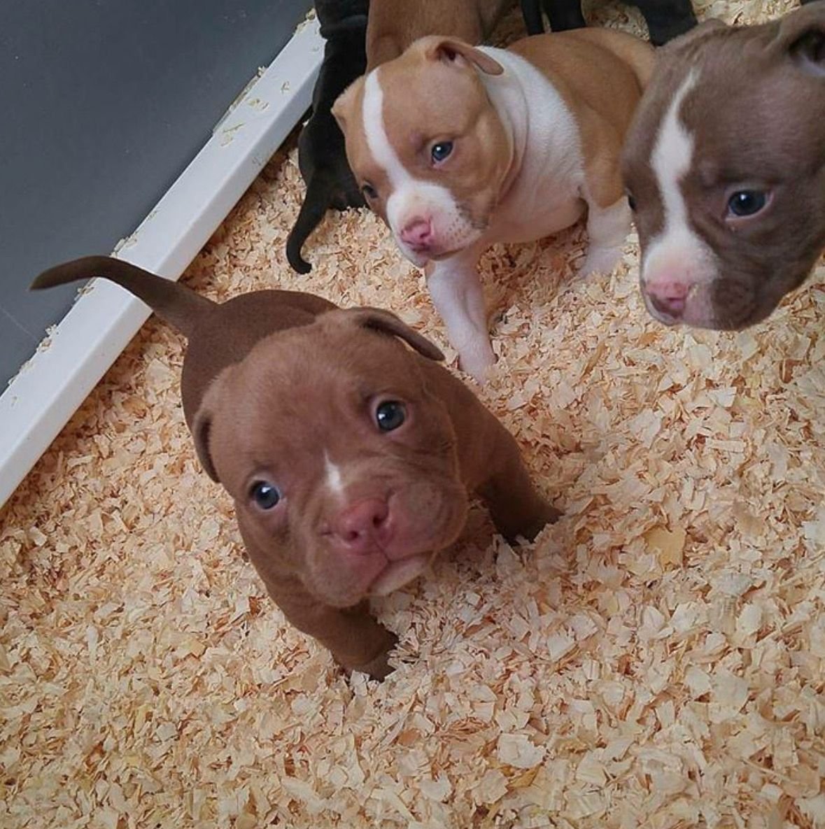 Питбуль щенок