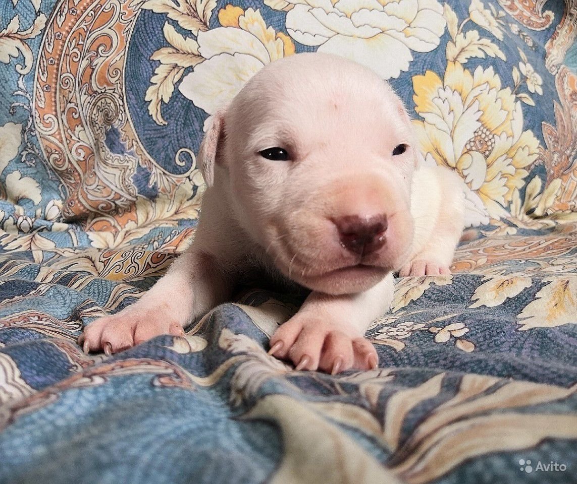 Питбуль щенки Новорожденные