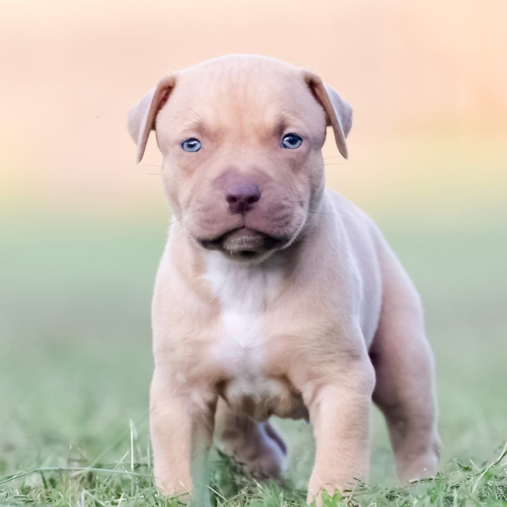 100 AZN Pitbull balasi