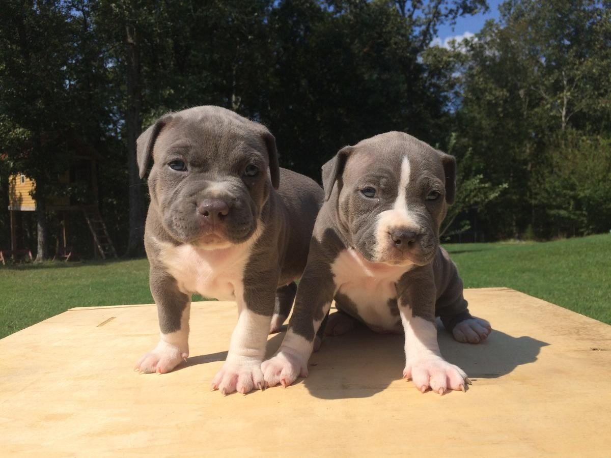 Питбуль Арес