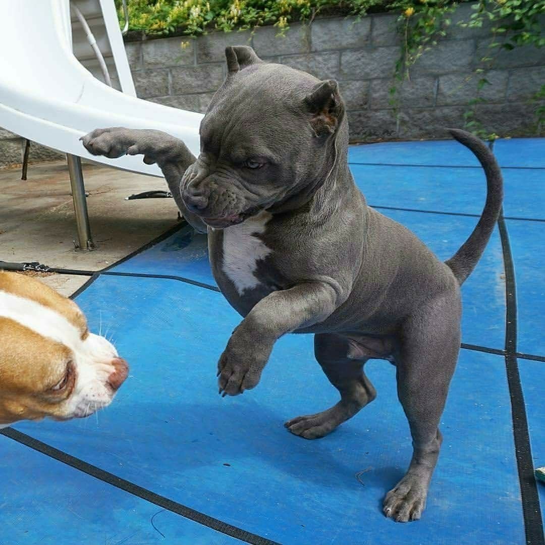 Питбуль щенок