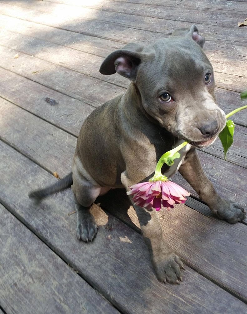 Милые щенки питбуля