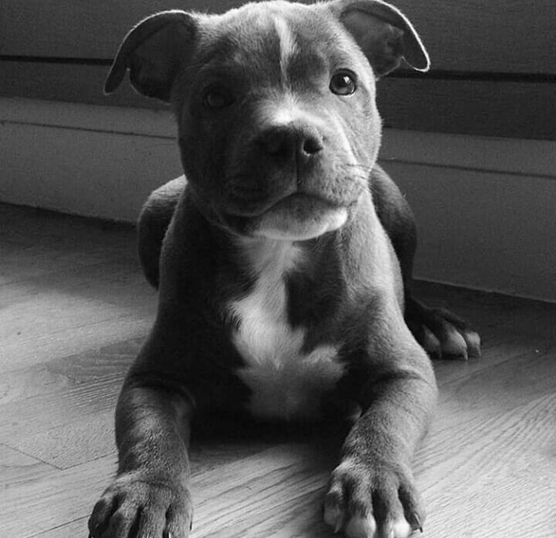 Пушистый питбуль щенок