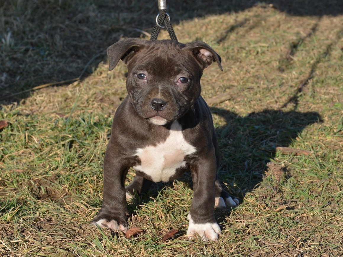 Карликовый стаффордширский терьер