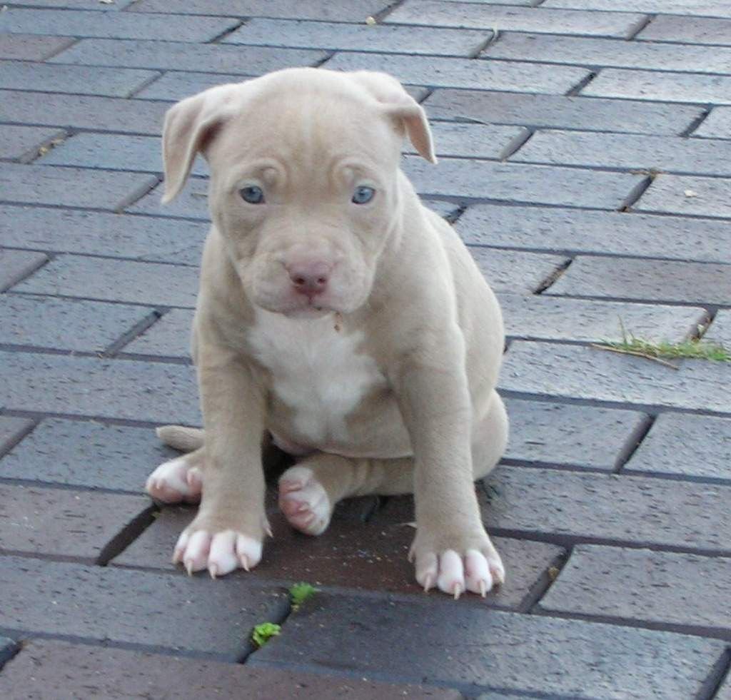 Fawn Pitbull