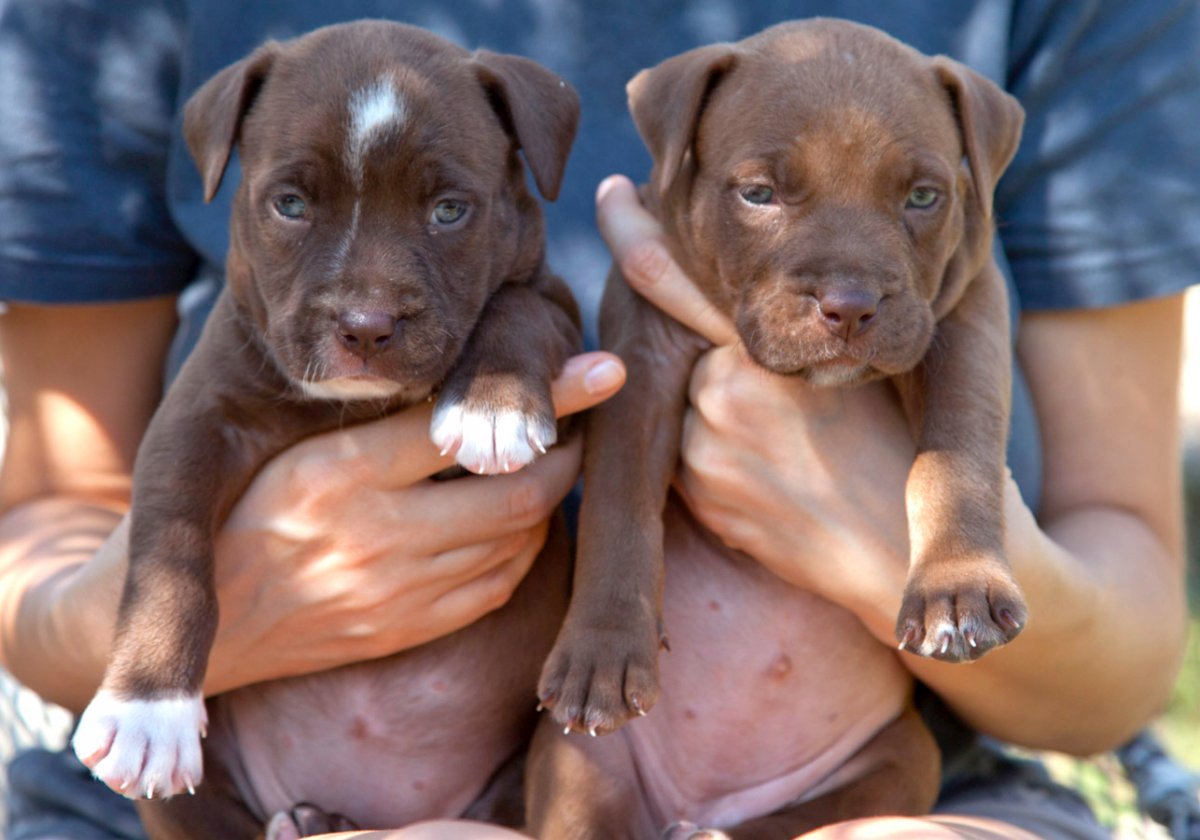 Питбуль щенок и взрослый