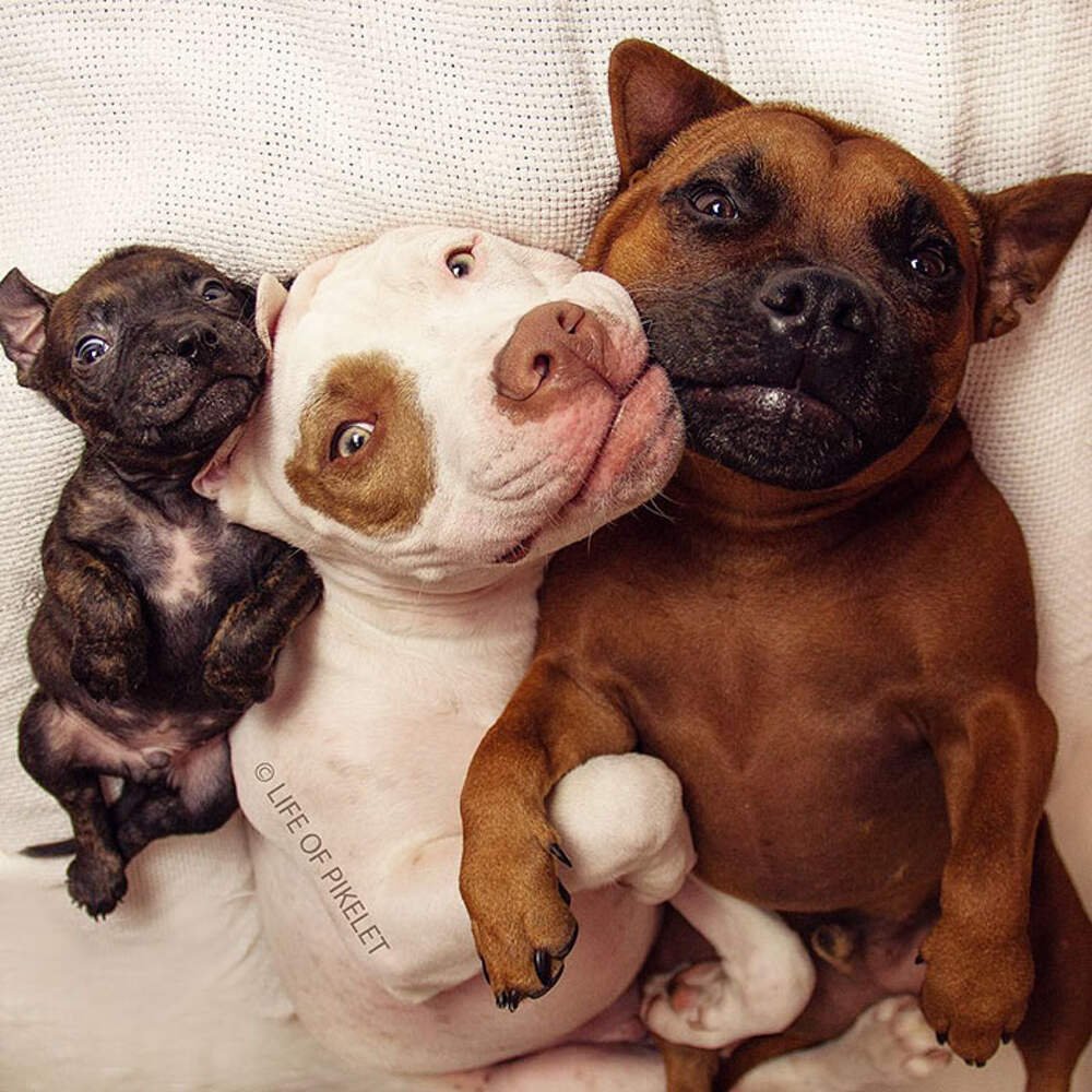 Новорожденные питбули