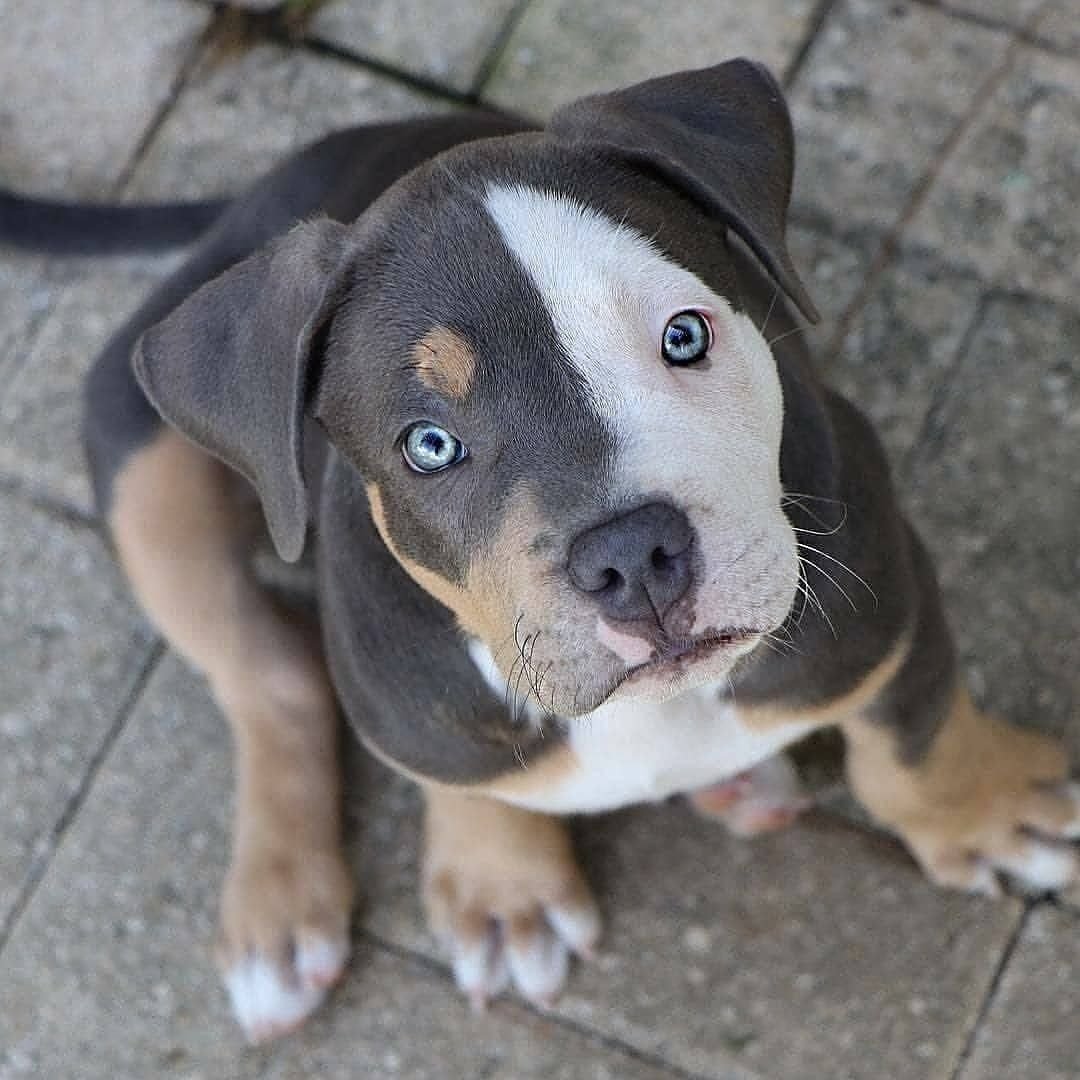 Питбуль кутенок