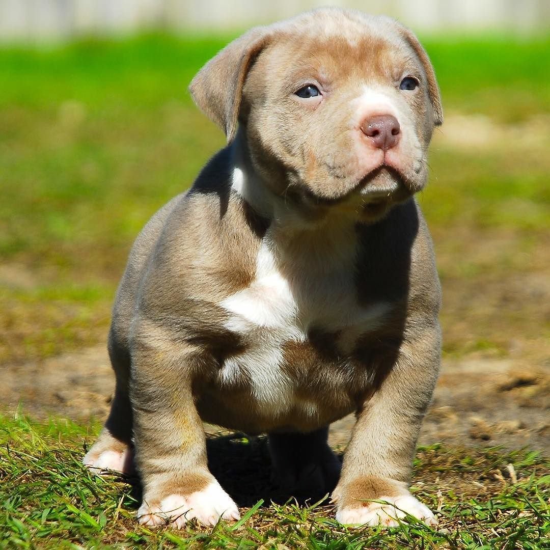 Питбуль щенок