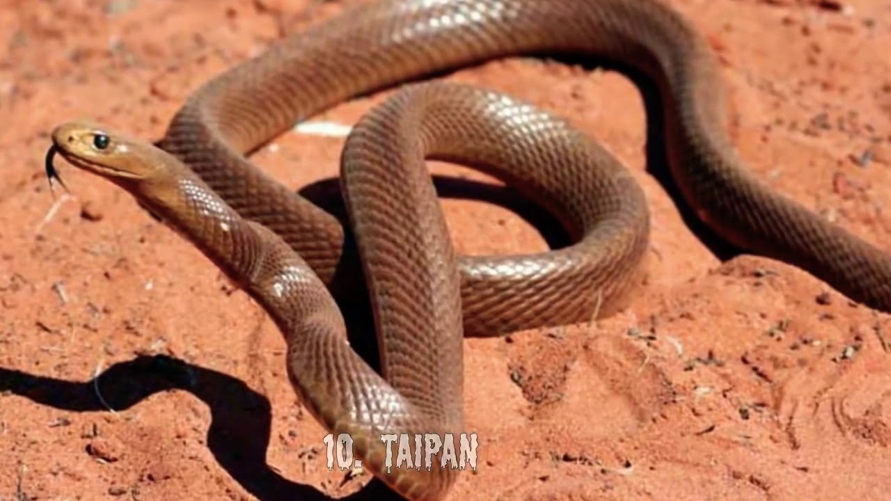 Тайпана 2. Австралийский Тайпан. Внутриматериковый Тайпан. Тайпан Маккоя змея. Ядовитая змея Тайпан.