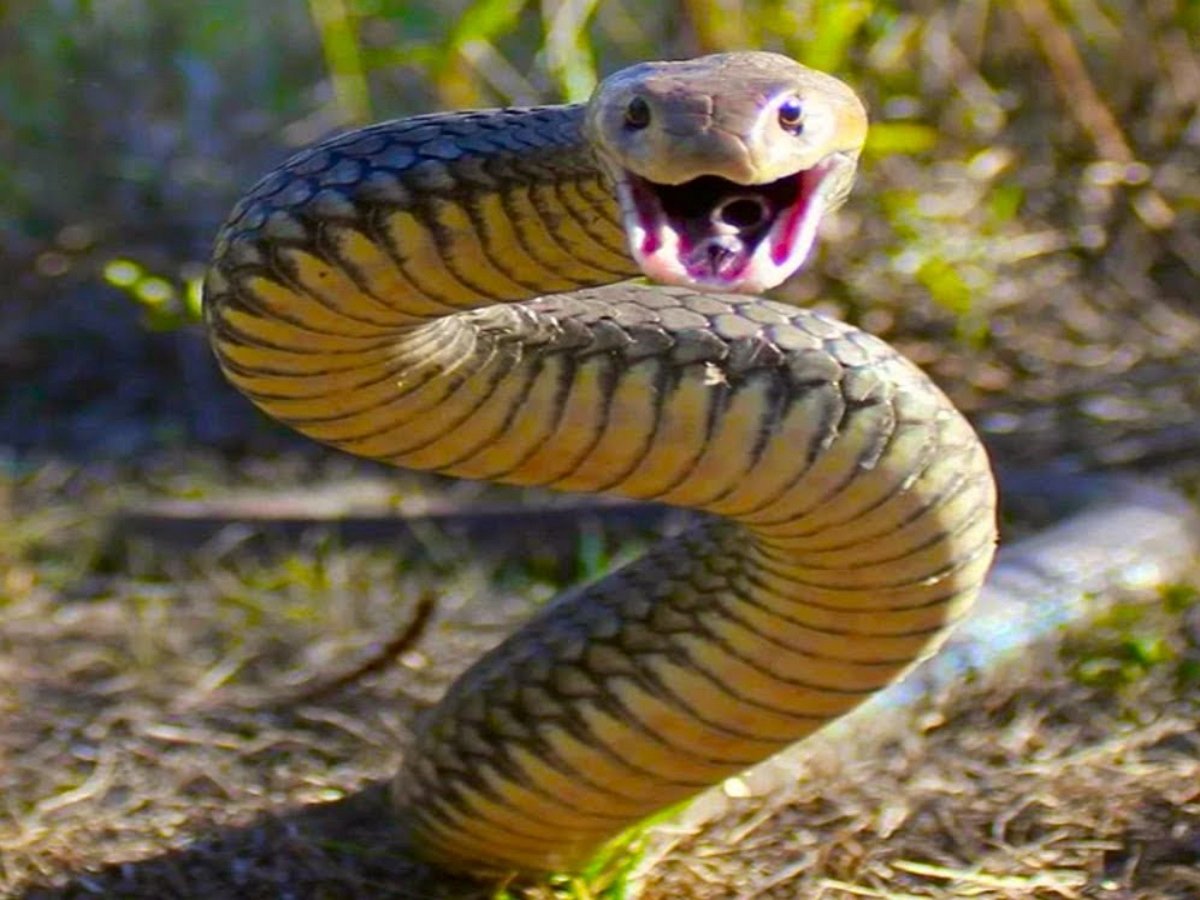 Покажи змею. Самая ядовитая змея в мире Тайпан. Змея Тайпан злая. Ядовитые змеи Австралии. Агрессивные змеи.