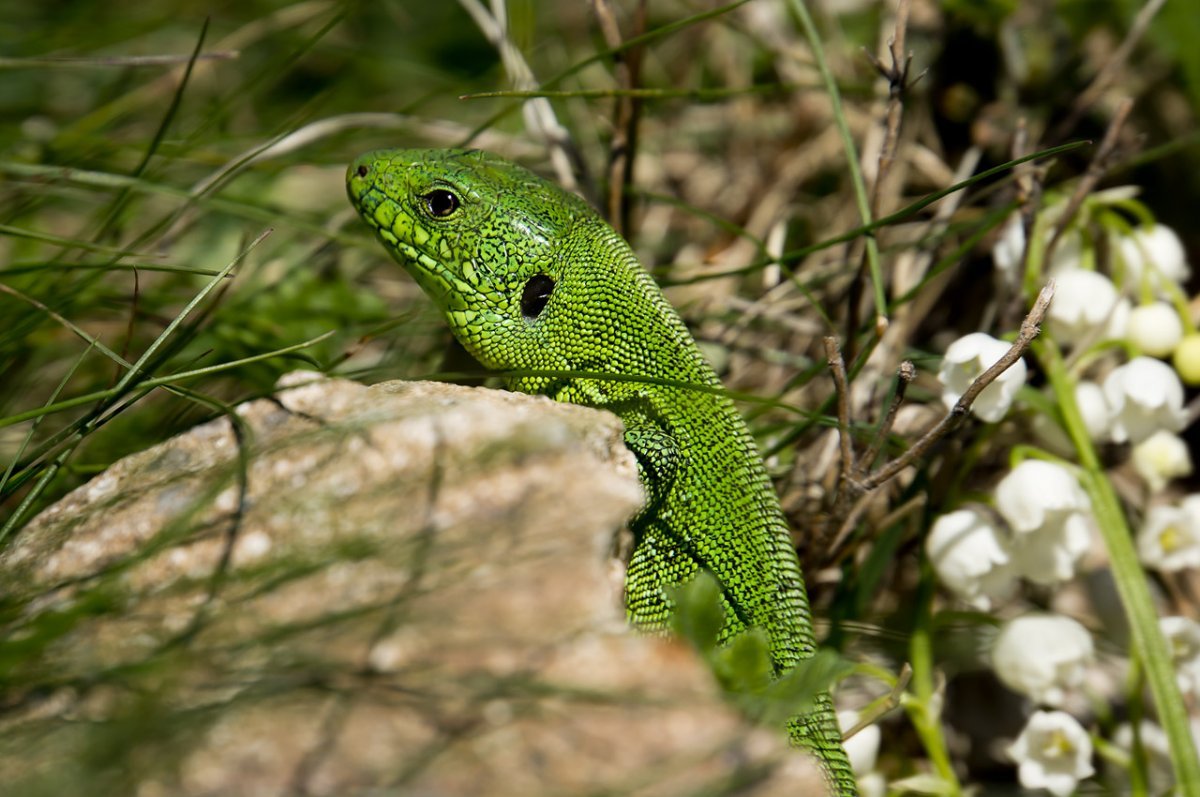 Виридис зеленая ящерица