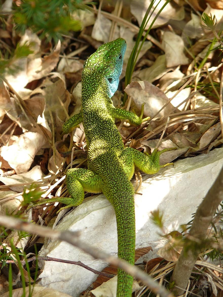 Смарагдовый Варан