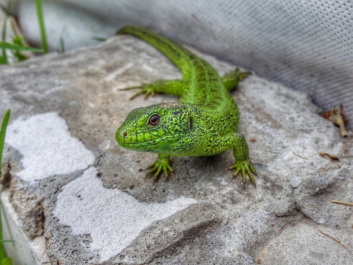 Королевская ящерица зеленая