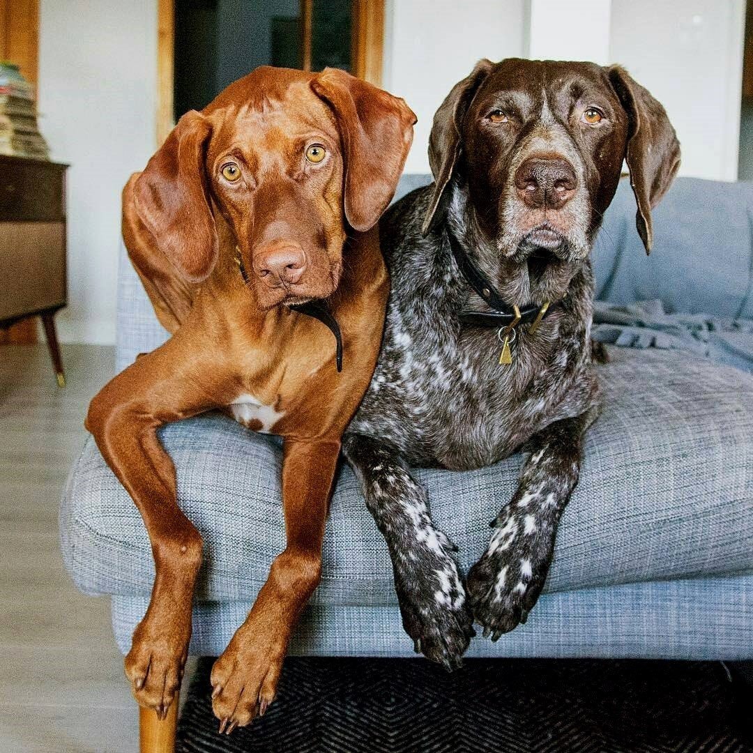 Курцхаар и сеттер