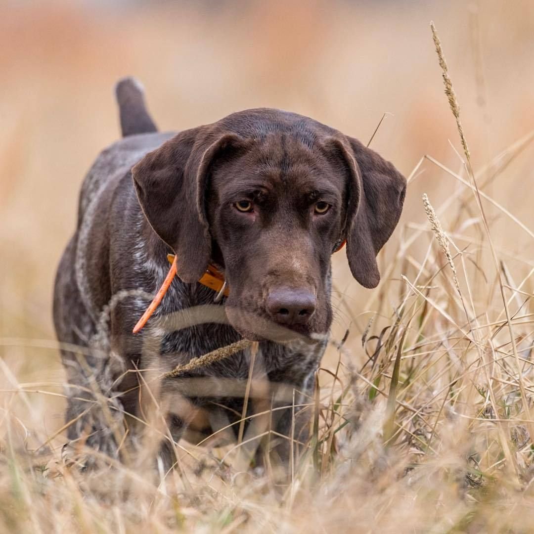 Немецкая гончая Курцхаар