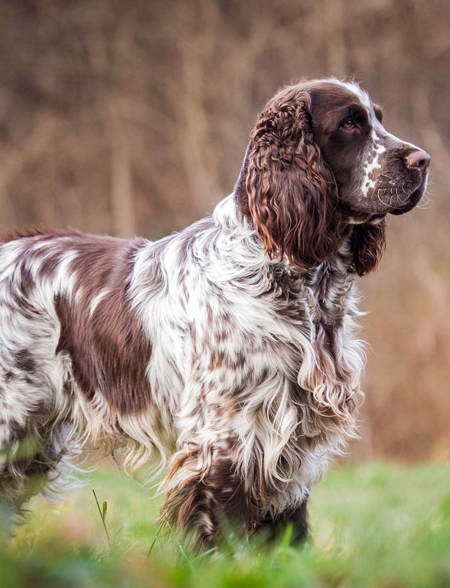 Кокер спаниель охотничий