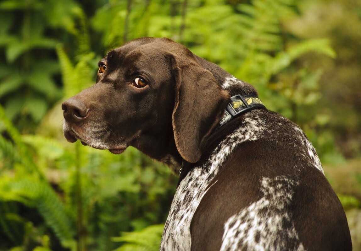 Сеттер Пойнтер Курцхаар
