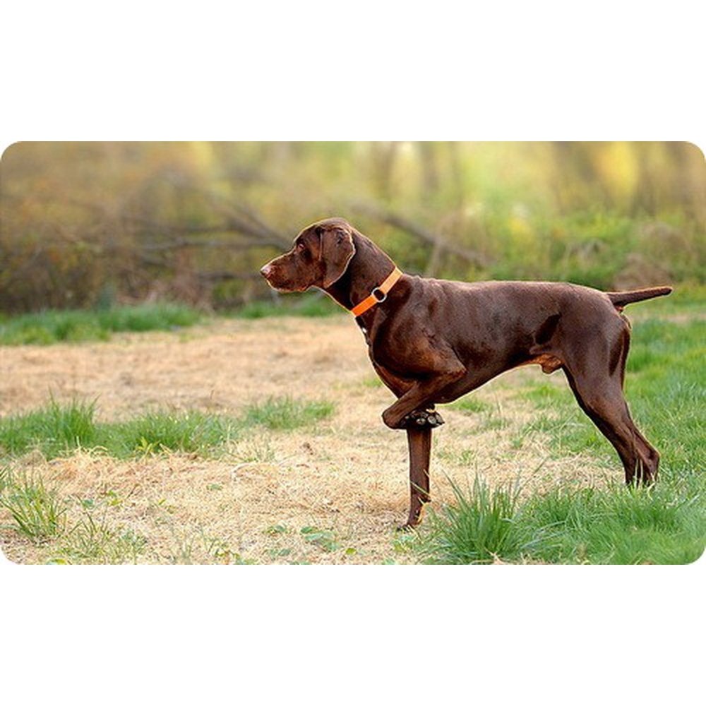 Пойнтер гончая