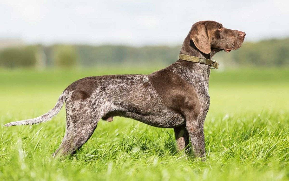 Немецкая легавая Курцхаар