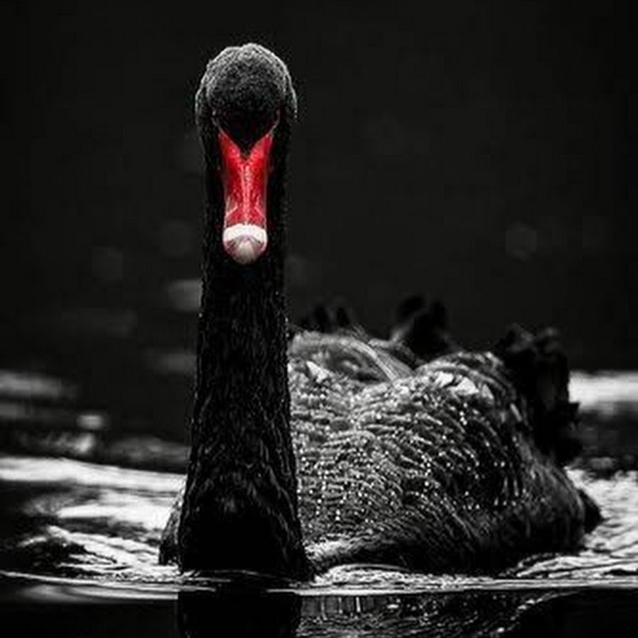 Чёрный лебедь птица
