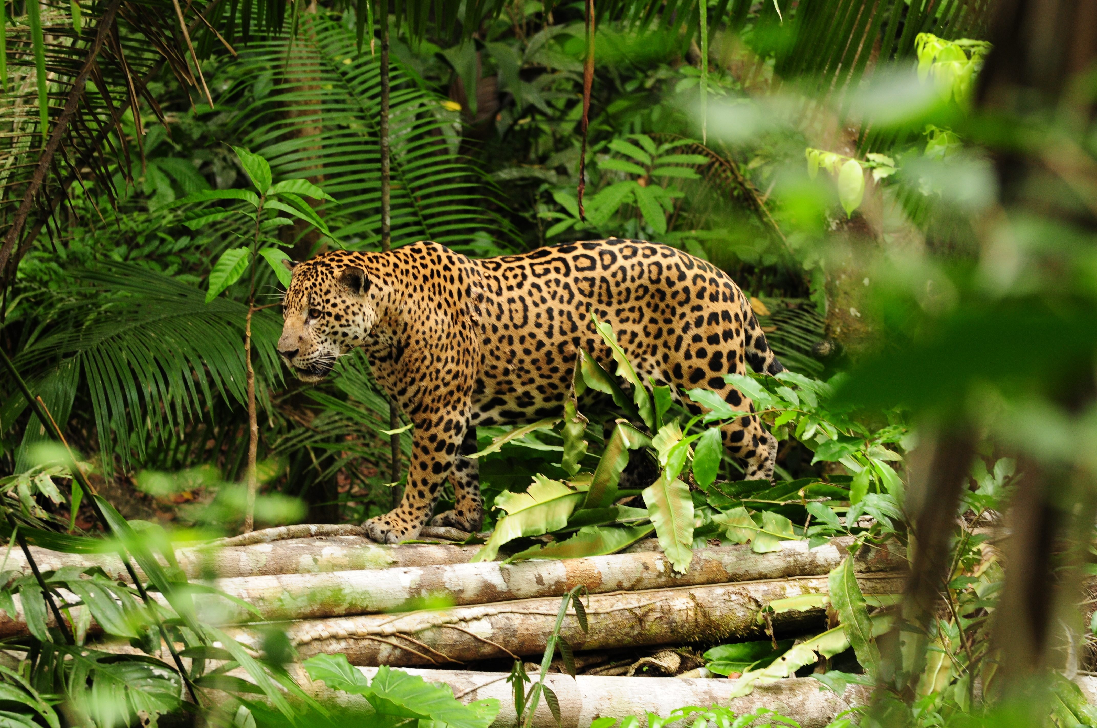 Животный мир экваториальных тропических лесов. Ягуар Южная Америка Сельва. Сельва амазонки Ягуар. Сельва амазонки, Южная Америка. Обитатели сельвы Южной Америки.