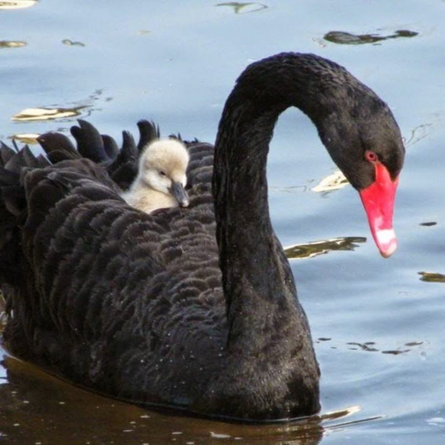 Лебедь черного цвета