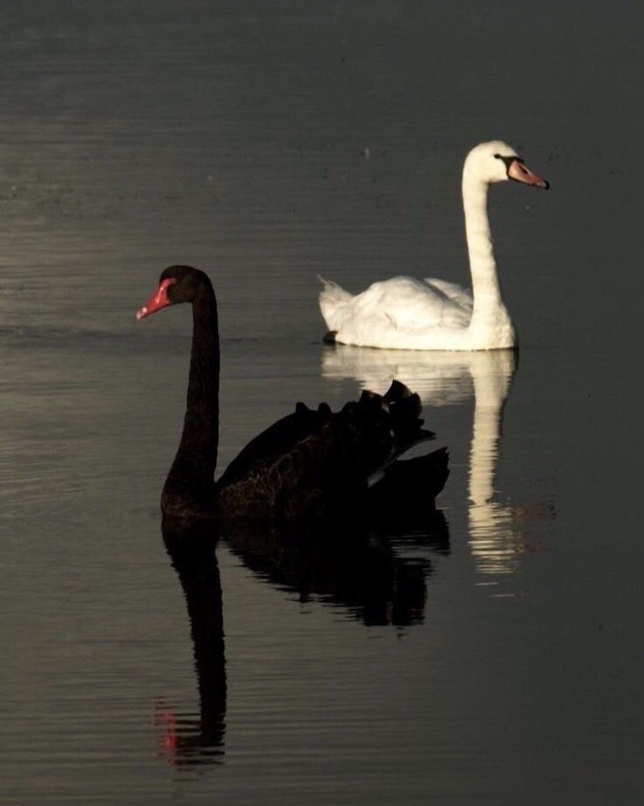 Черный и белый лебедь