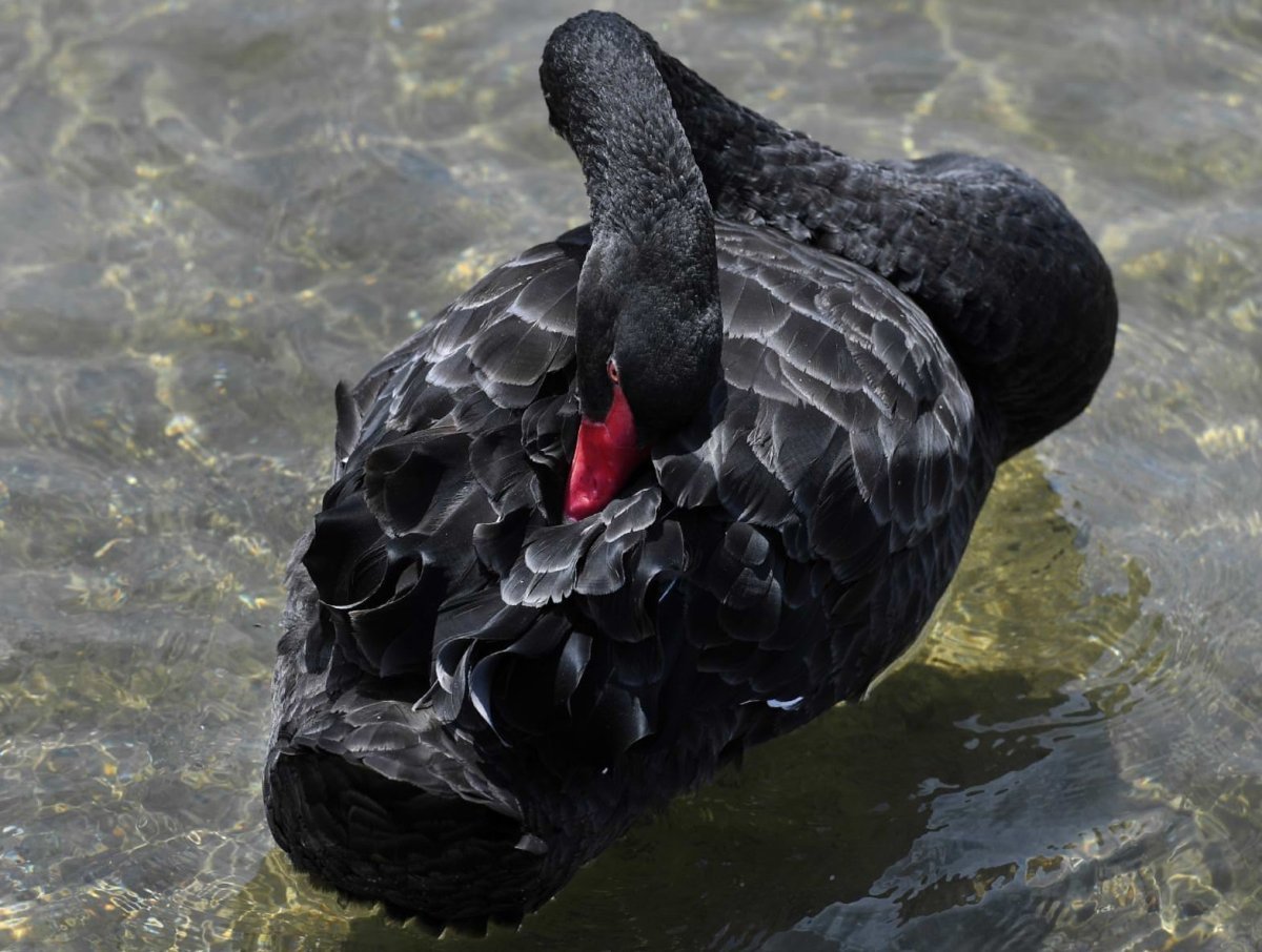 Самые красивые черные лебеди в мире