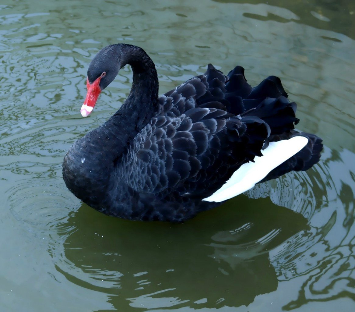 Синие лебеди