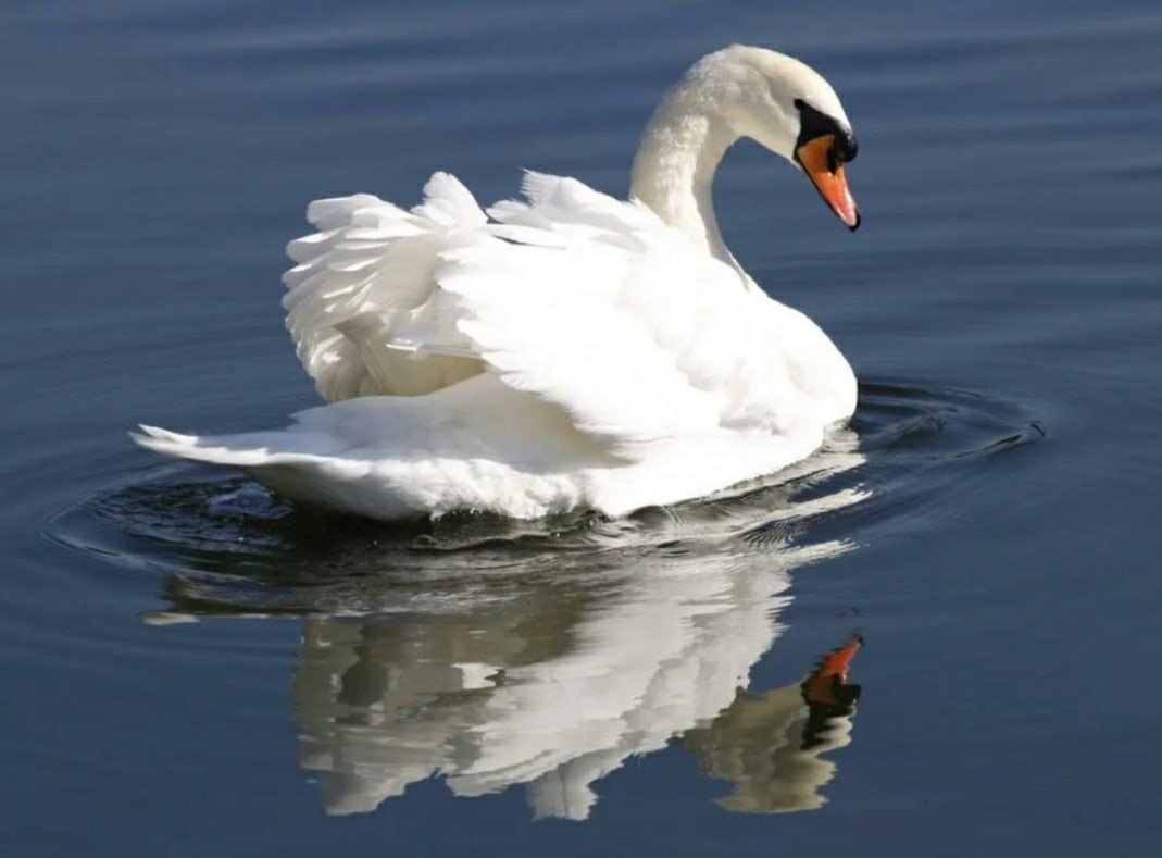 Лебединое счастье