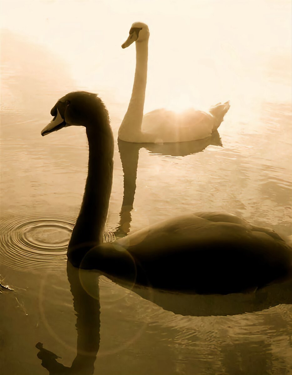 Лебединое озеро черный и белый лебедь