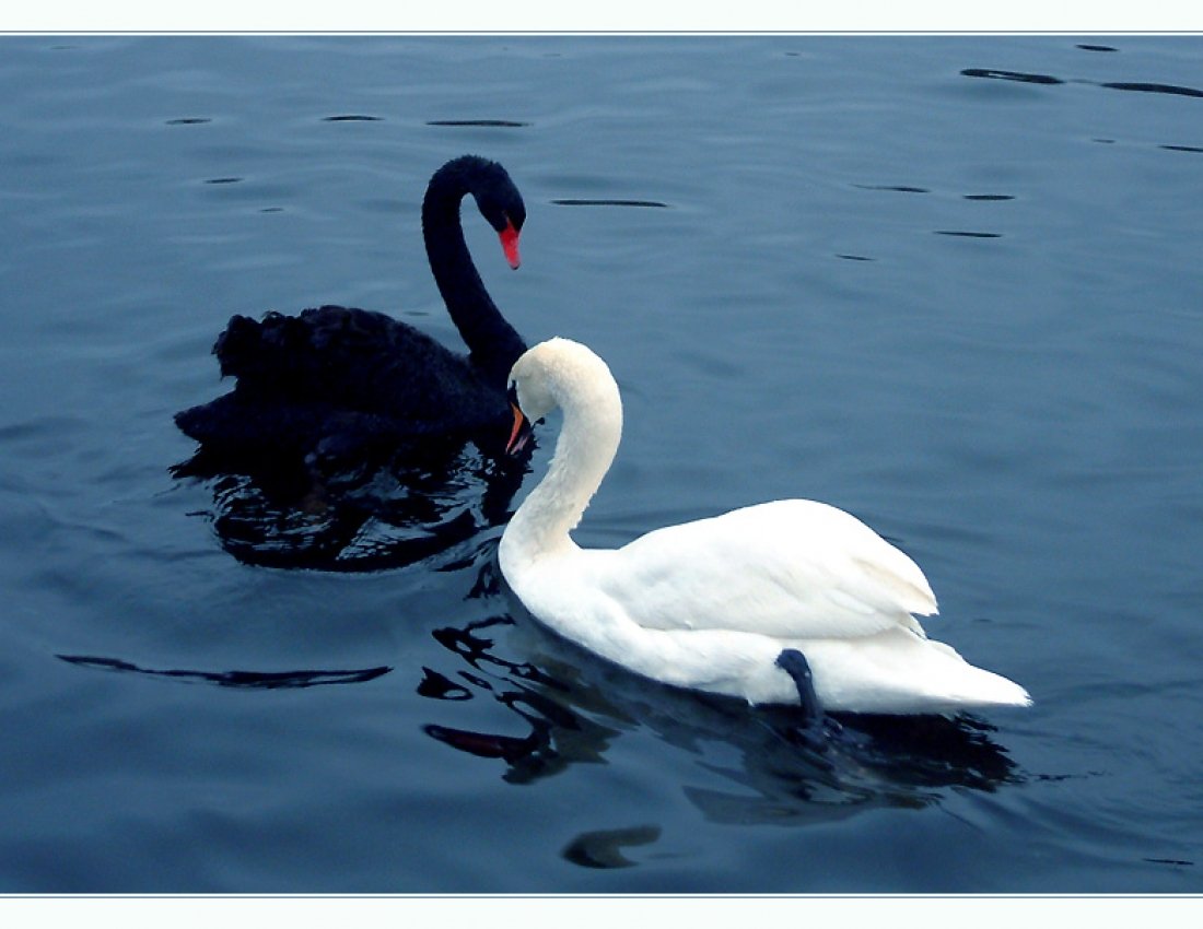 Цитаты про лебедей