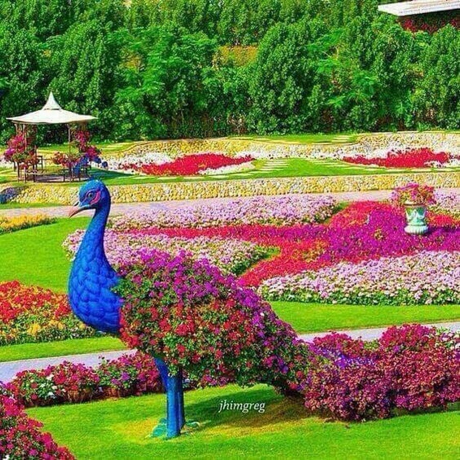 Цветочный Павлин в Дубае