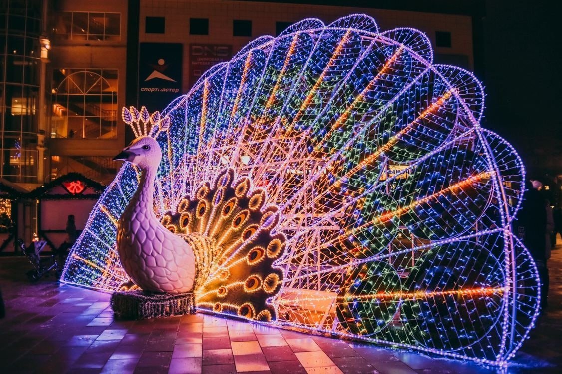 Павлин на театральной площади Курск