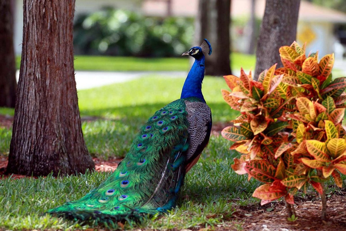 Товуслар олами