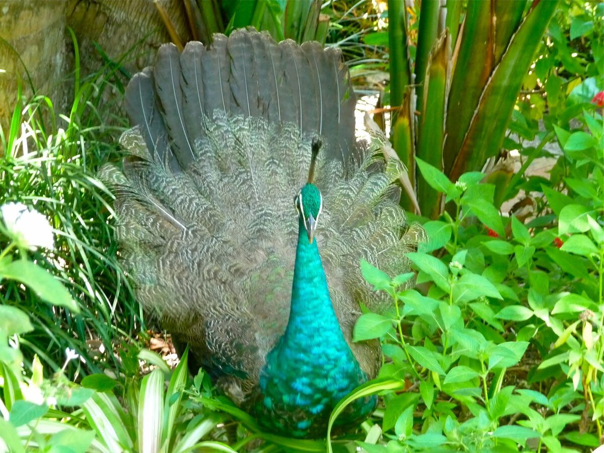 Павлиньи лирохвосты