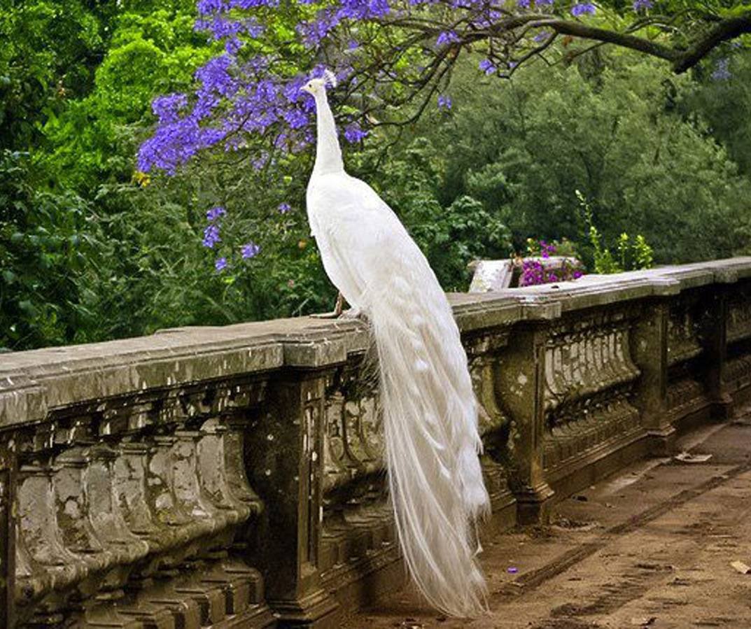 Павлины в природе