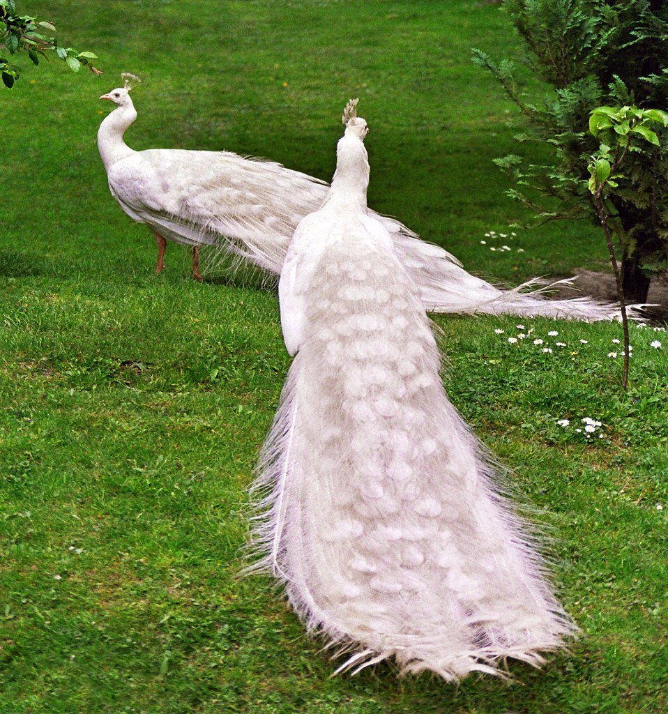 Бывают белые Павлины