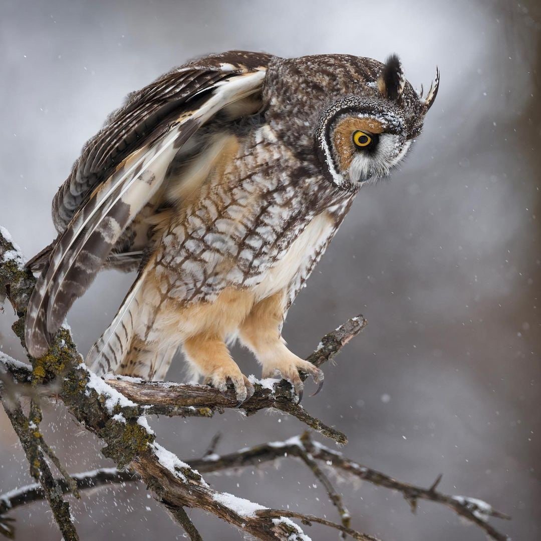 Ушастая Сова Донбасс