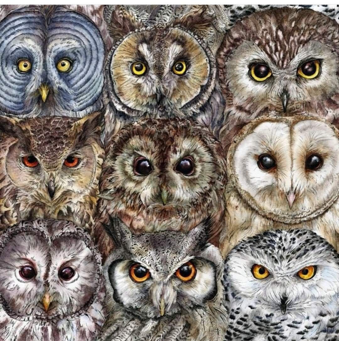 Сова рисунок