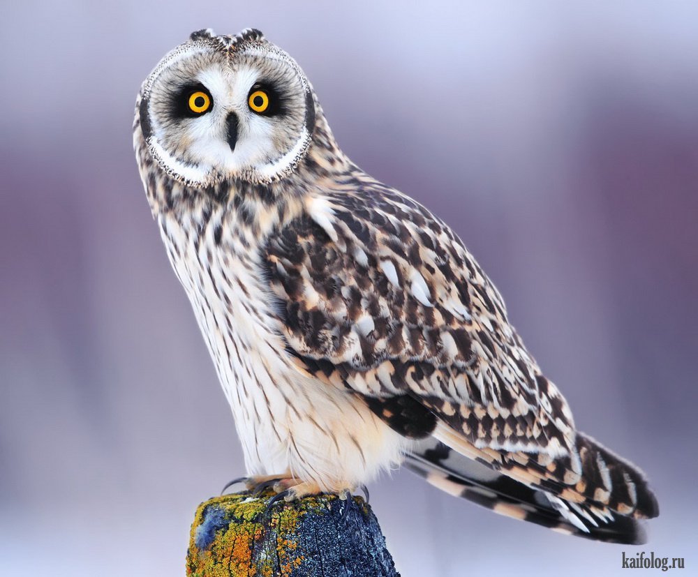 Сова фото