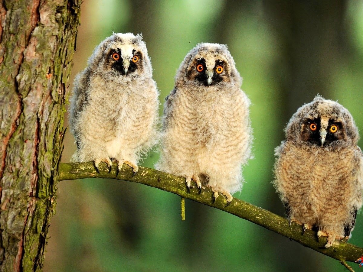 Совы Беларуси фото