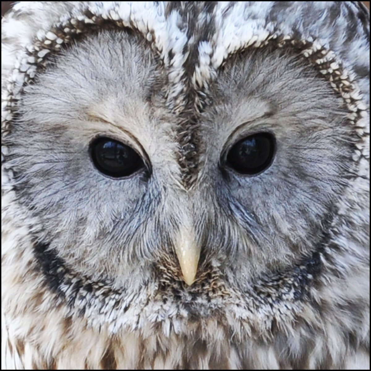 Серая неясыть глаза