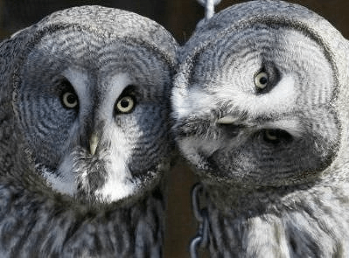 Полярная Сова когти и глаза