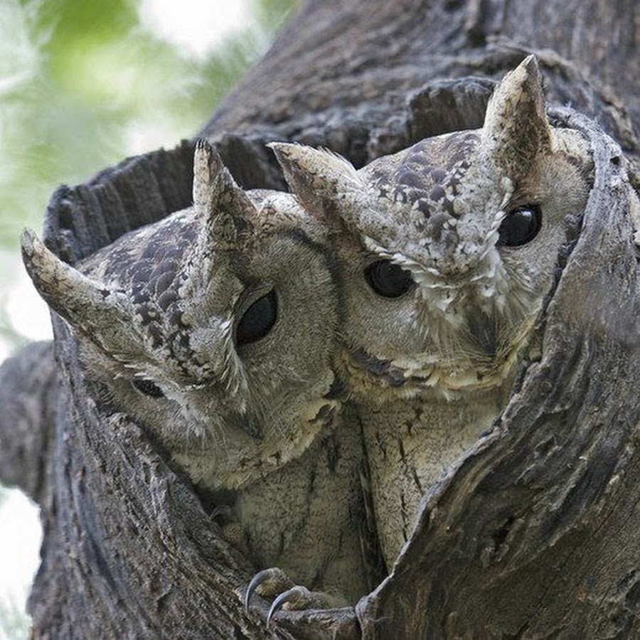 Сова сипуха в дупле