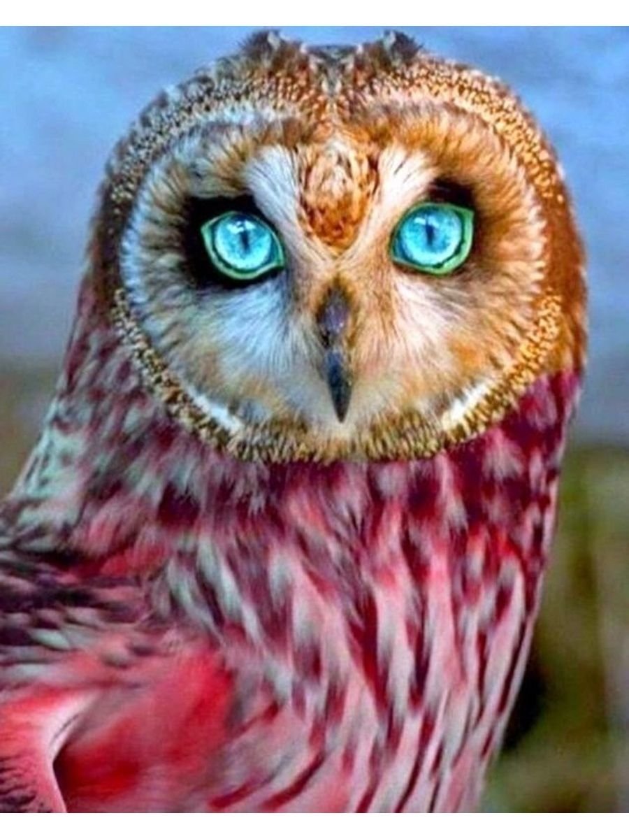 Мадагаскарская красная Сова