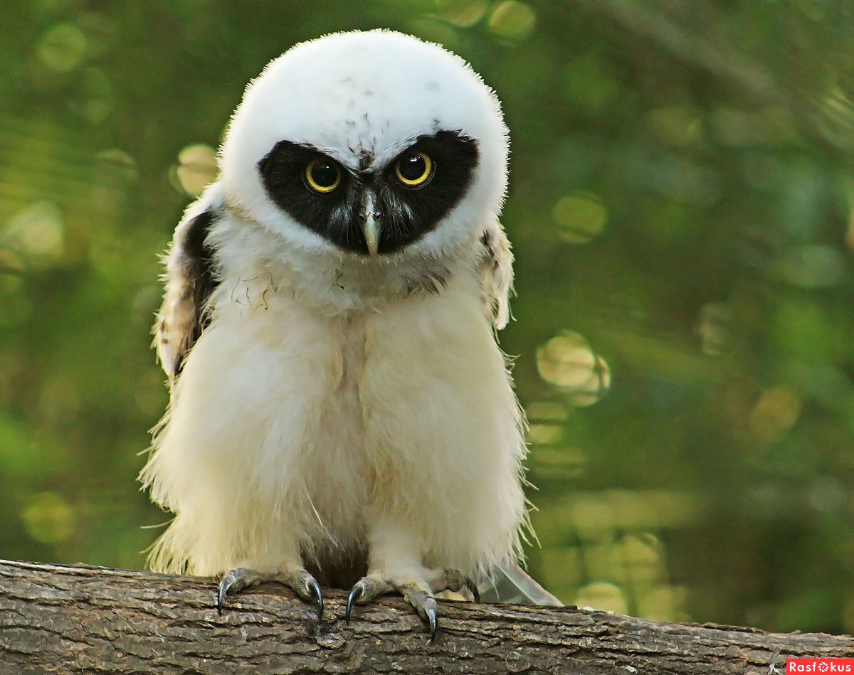 Очковая Неотропическая Сова птенец