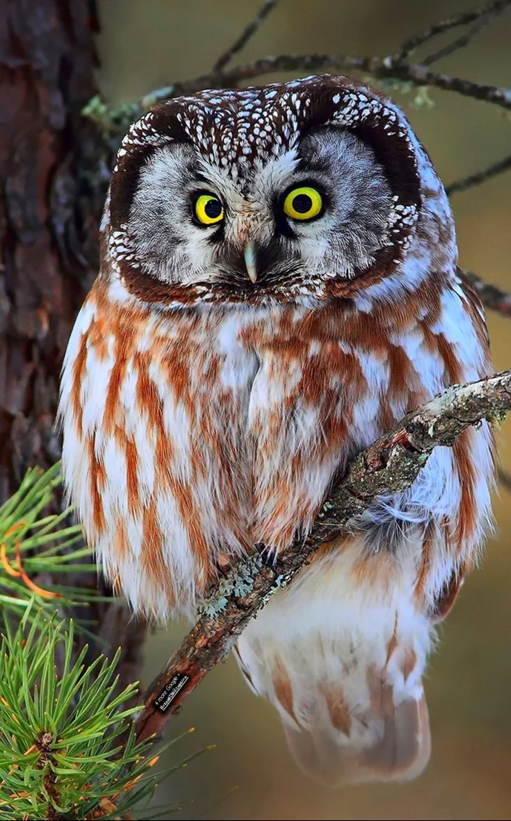 Сова породы Филин